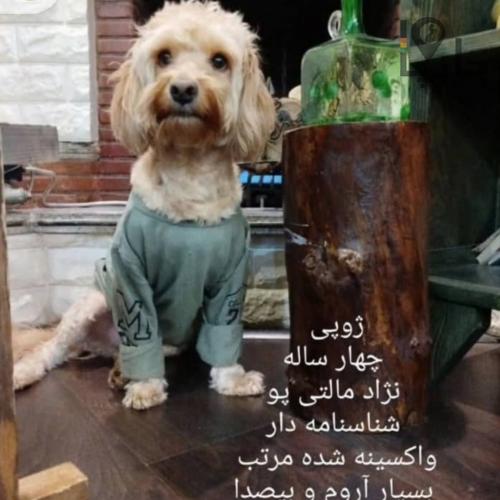واگذاری رایگان سگ نژاد مالتی