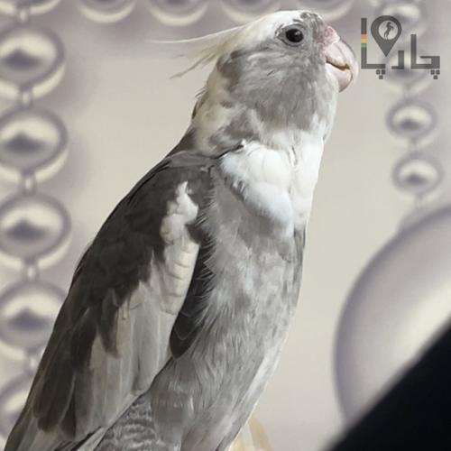 عروس هلندی گمشده