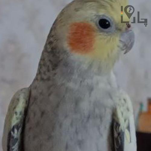 عروس هلندی گمشده