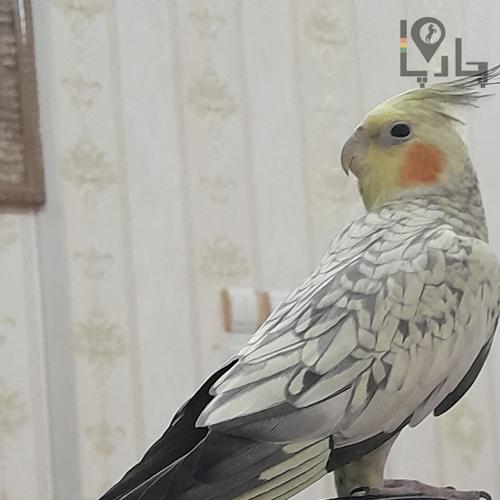 عروس هلندی گمشده