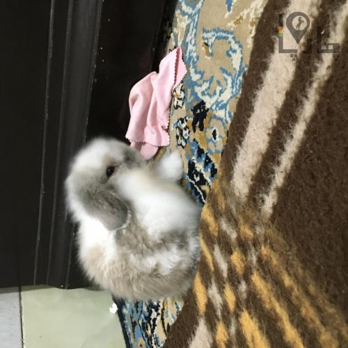خرگوش فرنچ لوپ