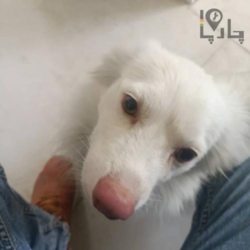 سگ نر ۱۵ ساله پیدا کردم