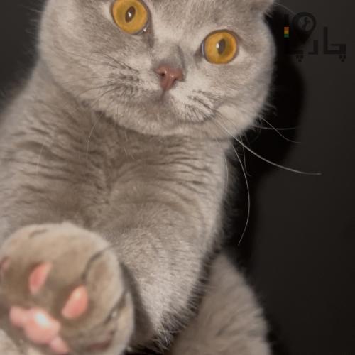 گربه اسکاتیش