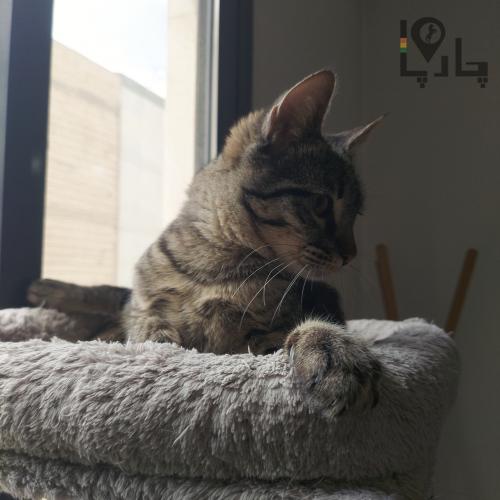 مویز مبارز