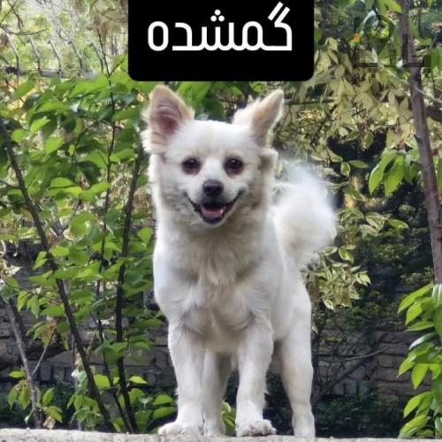 سگم گمشده(مژدگانی خیلی خوب)