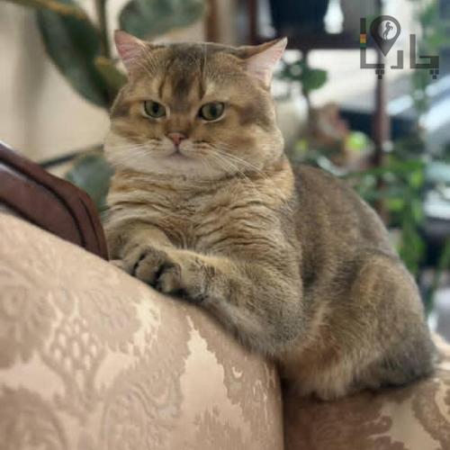 بریتیش نر آماده جفت گیری