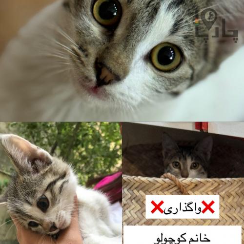 کوچولو دنبال سرپرستی مهربان