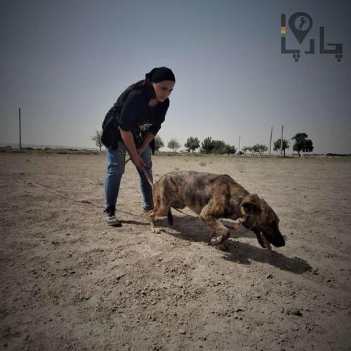 مربی و رفتارشناس بین المللی سگ