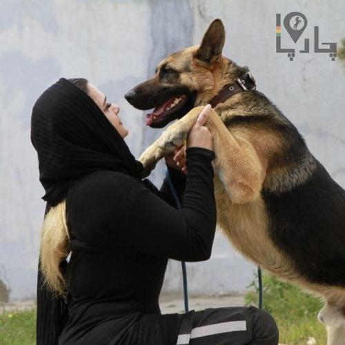 مربی و رفتارشناس بین المللی سگ