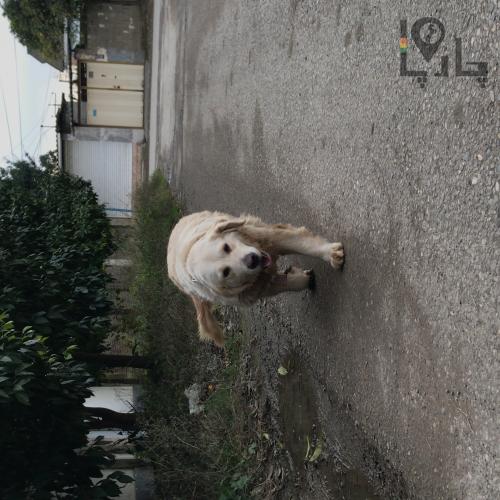 گلدن. ماده پیدا شده