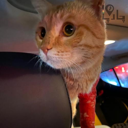 گربه نارنجی پیدا شده