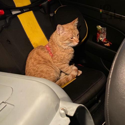 گربه نارنجی پیدا شده