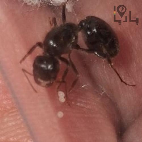 مورچه