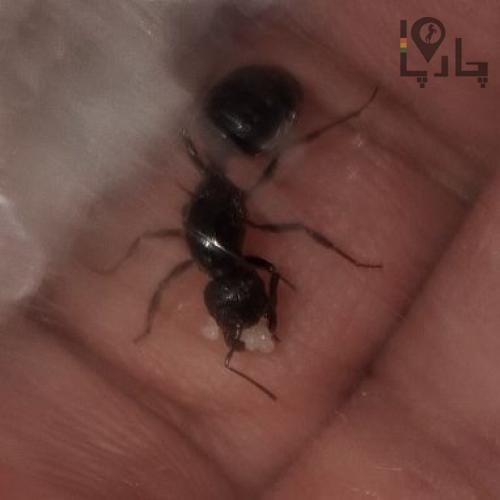 مورچه