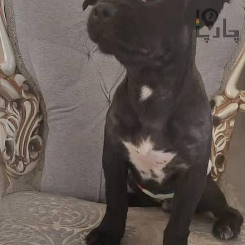 سگ گمشده از آبان 1404