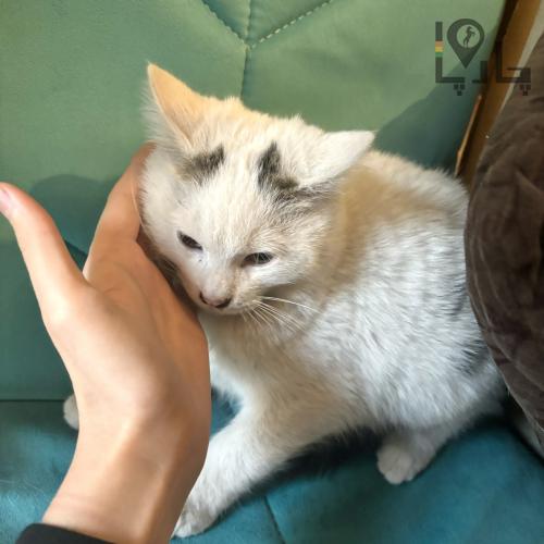 بچه گربه ی سفید پشمالو