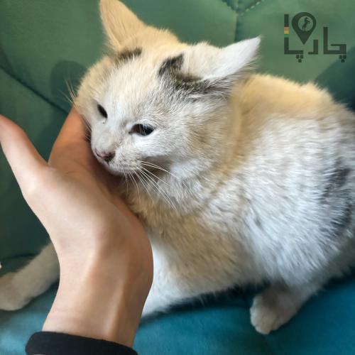 بچه گربه ی سفید پشمالو