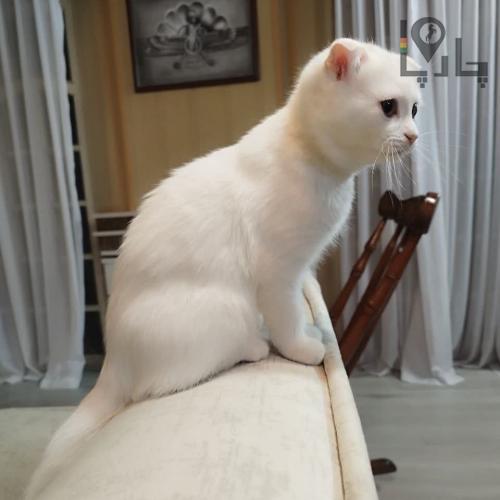 گربه