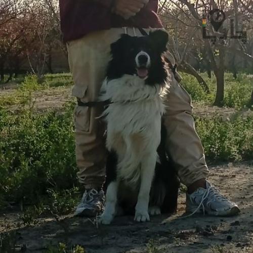 آموزش سگ