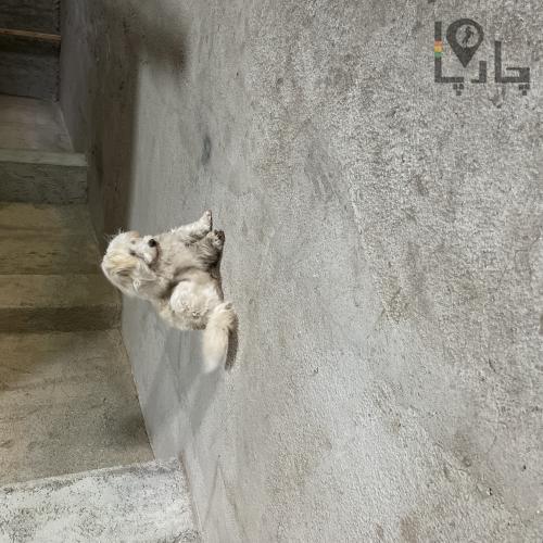 پیدا شده