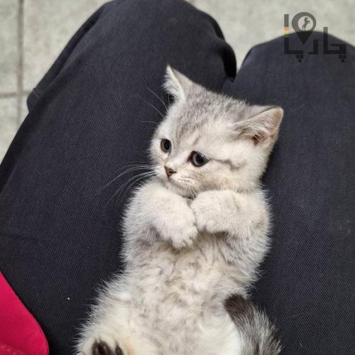 meowcalبریتیش و اسکاتیش اصیل