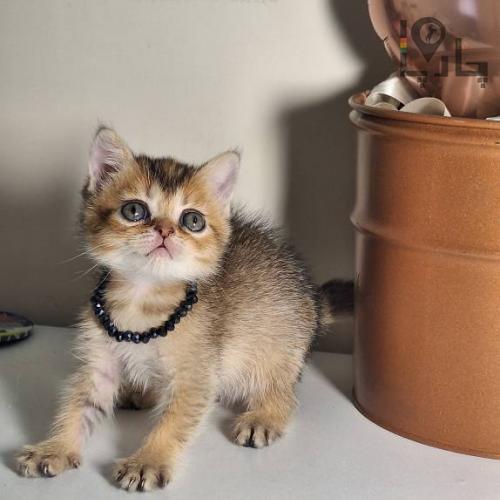 meowcalبریتیش و اسکاتیش اصیل