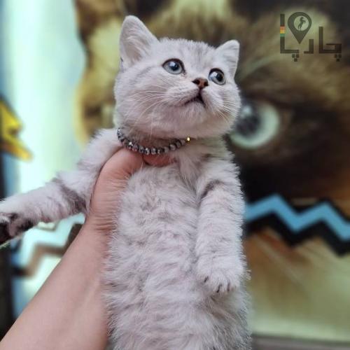 meowcalبریتیش و اسکاتیش اصیل