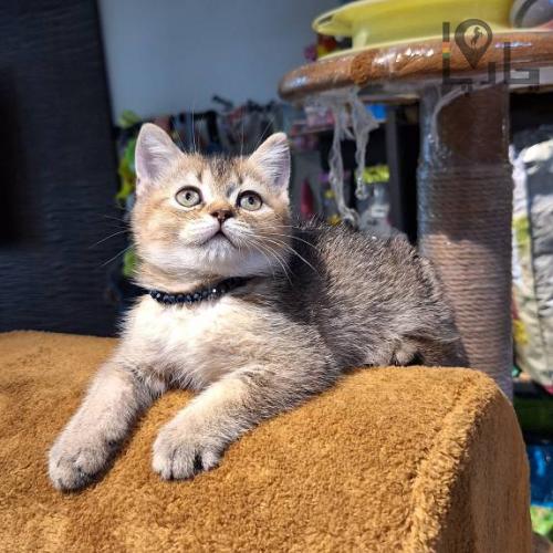 meowcalبریتیش و اسکاتیش اصیل