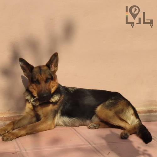 سگ گمشده جرمن شپرد