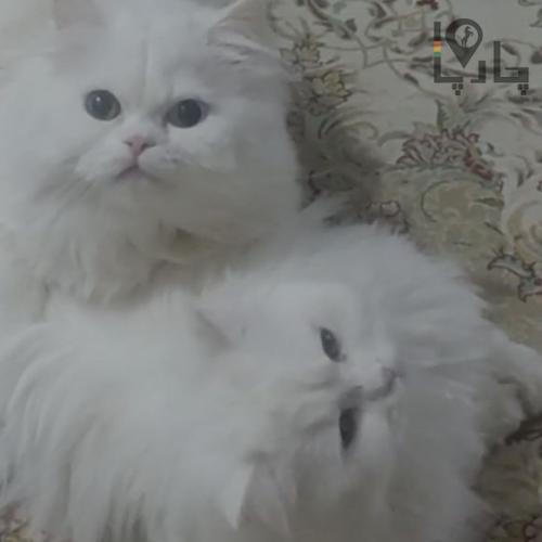 گربه وان آنگورا