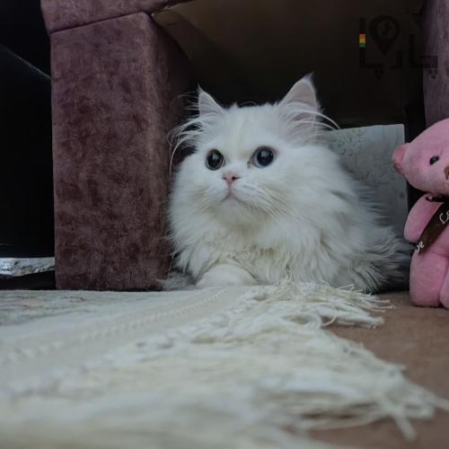 گربه وان آنگورا