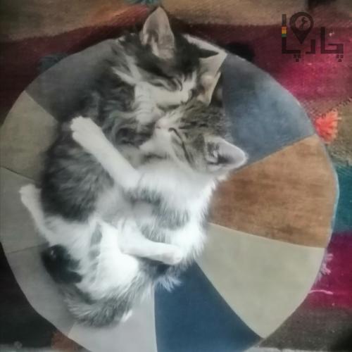 2 بچه گربه گم شدن