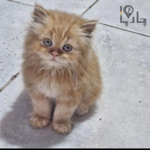 گربه نژاد دار