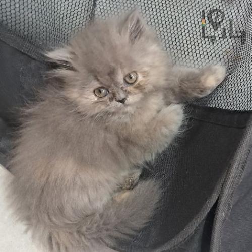 گربه نژاد دار