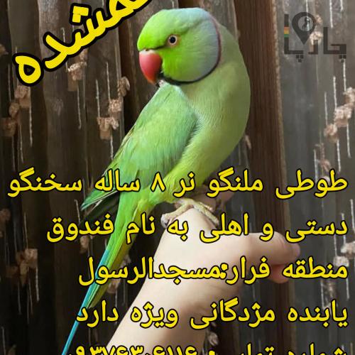 گمشده یابنده مژدگانی دارد