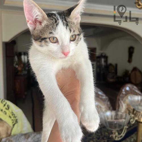 واگذاری بچه گربه 4 ماهه