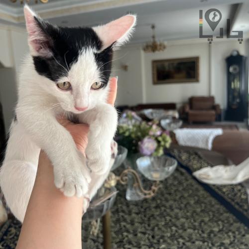 واگذاری بچه گربه 4 ماهه