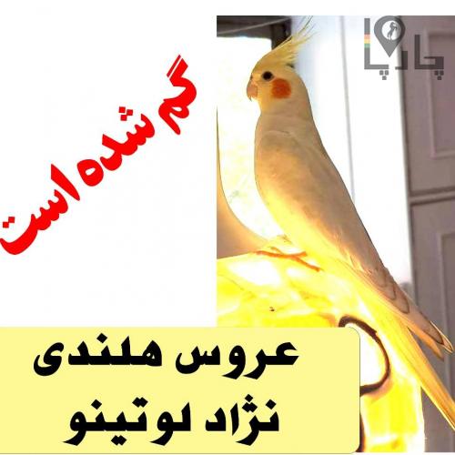 عروس هلندی لوتینو گمشده در اص