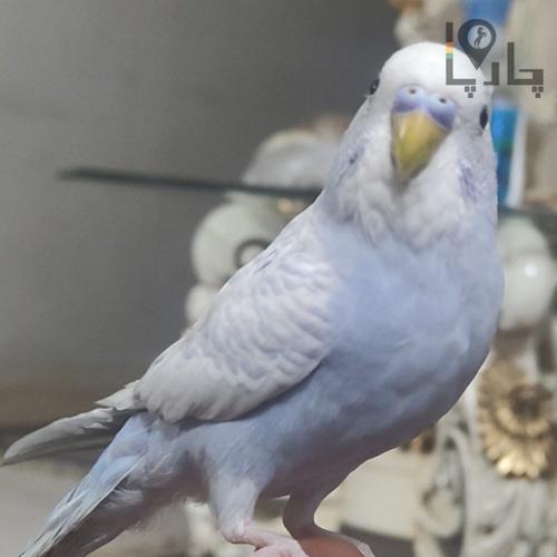 مرغ عشق گمشده