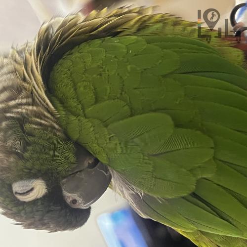 گرینچیک گمشده