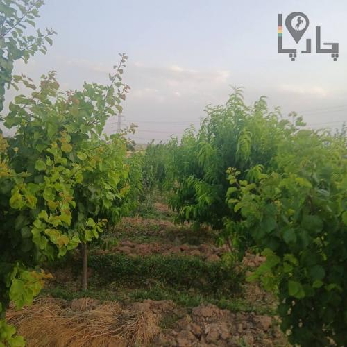 باغچه سهیلیه زعفرانیه معاوضه ب