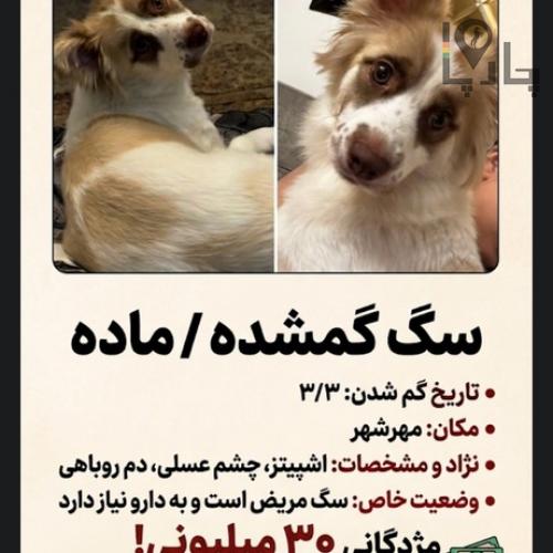 اشپیتز روباهی