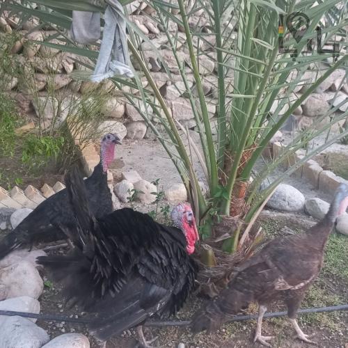 سه عدد بوقلمو