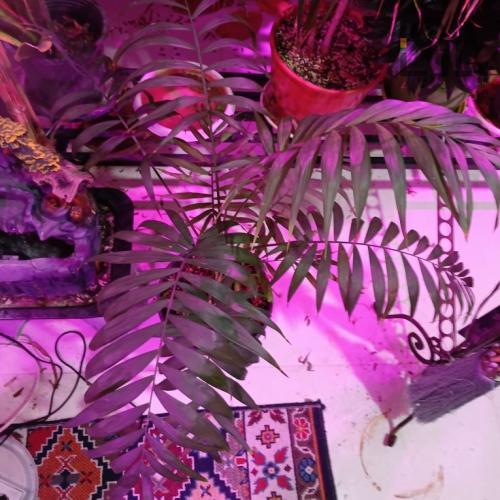 گل شامادورا
