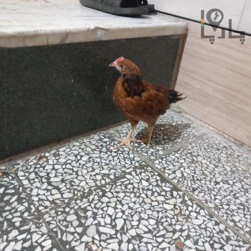 يک عدد جوجه خروس