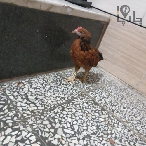 يک عدد جوجه خروس