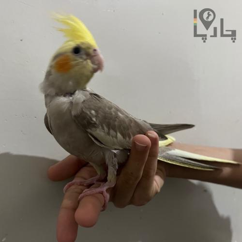 گمشده