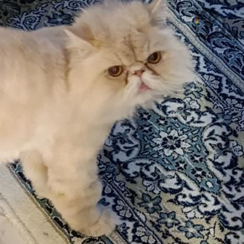 واگذاری گربه پرشین