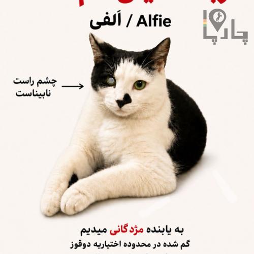 کمک برای نجات گربه گم شده