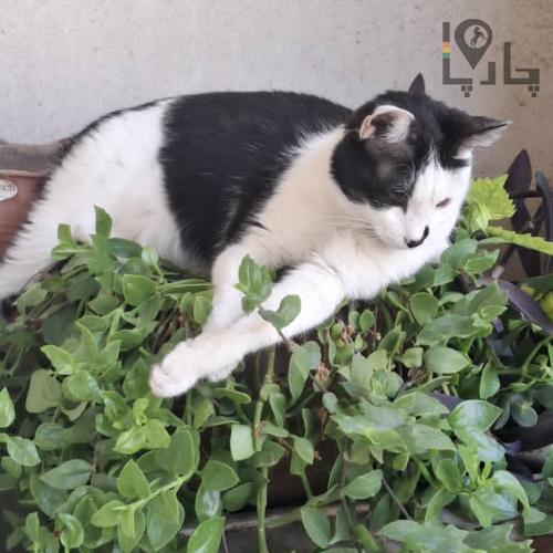 کمک برای نجات گربه گم شده